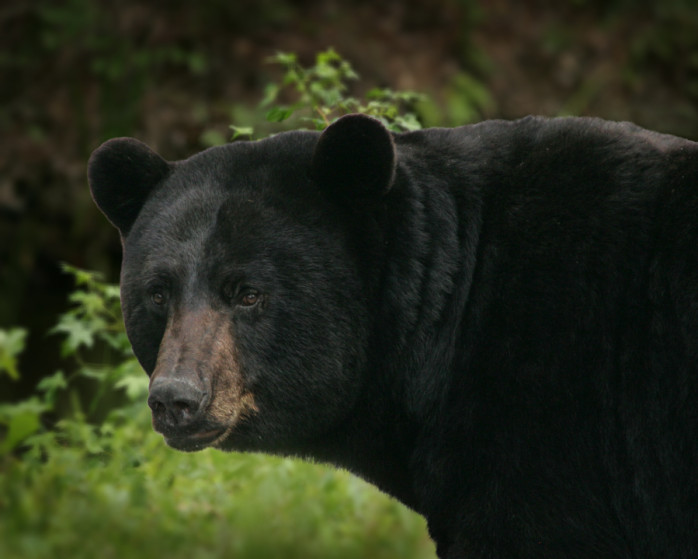 Black Bear Predators