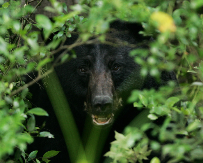 Bears In Maine