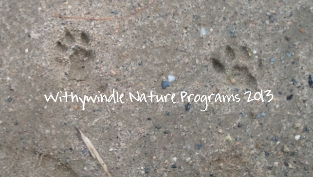 Wordless Wednesday – Bobcat Tracks in Sand – The Withywindle Nature Blog