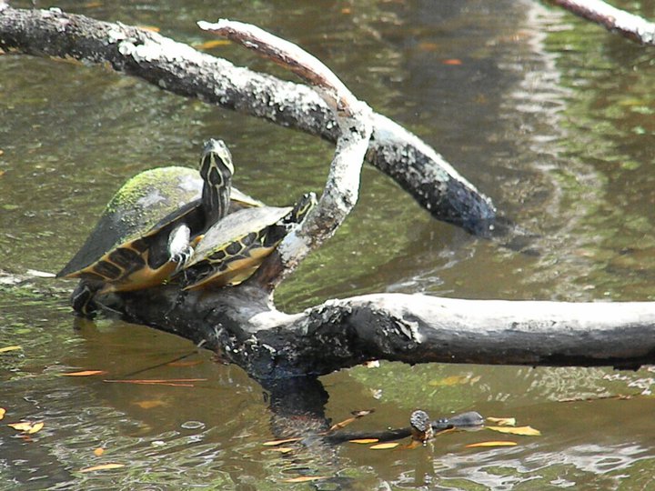 Wordless Wednesday – Painted Turtles – The Withywindle Nature Blog