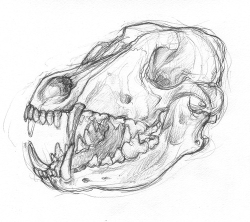 dire wolf skull drawing